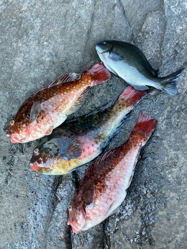 ブダイの釣果