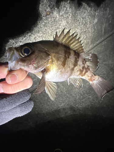 メバルの釣果