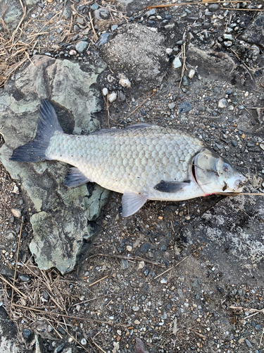 フナの釣果