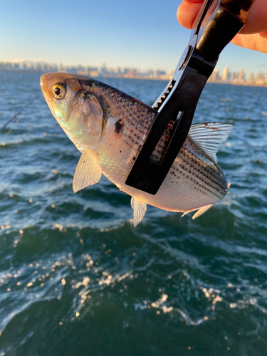 コノシロの釣果