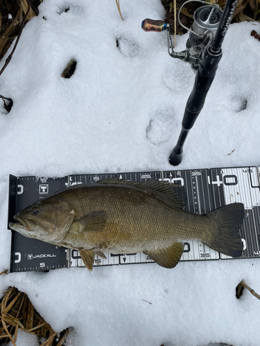 スモールマウスバスの釣果