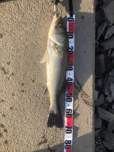 シーバスの釣果