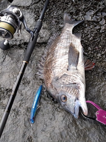 チヌの釣果