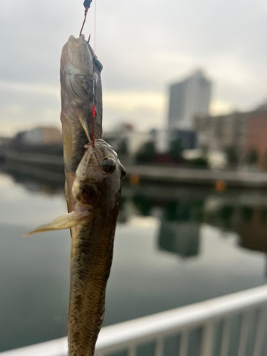 ハゼの釣果