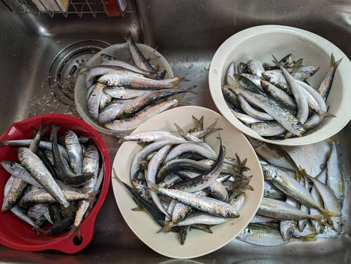 イワシの釣果