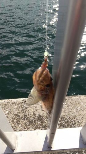 マハゼの釣果