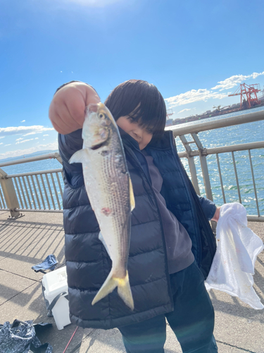 コノシロの釣果