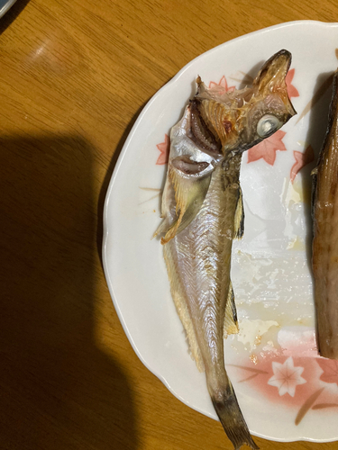 ハタハタの釣果