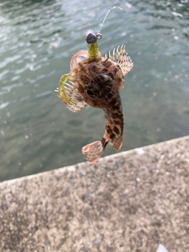 アラカブの釣果