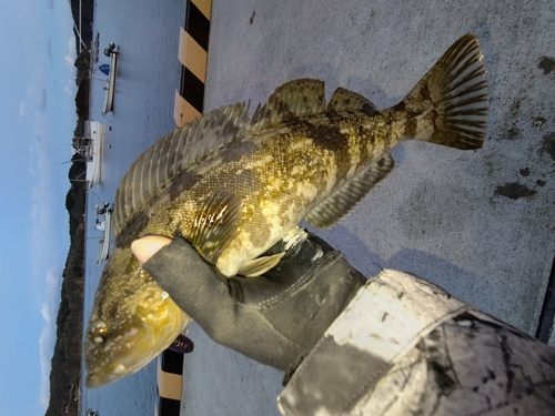 アイナメの釣果