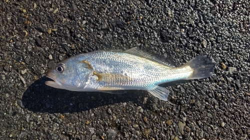 イシモチの釣果