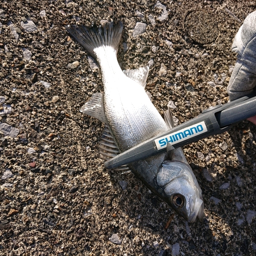 セイゴ（マルスズキ）の釣果