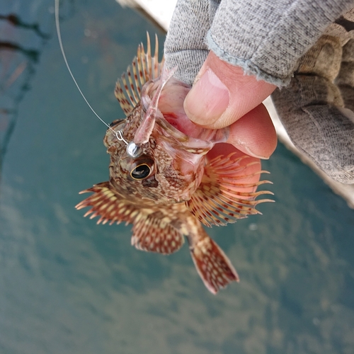 アラカブの釣果