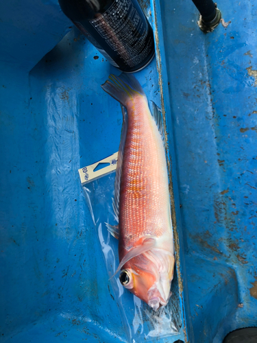 アマダイの釣果