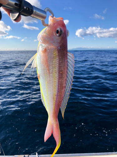 イトヨリダイの釣果