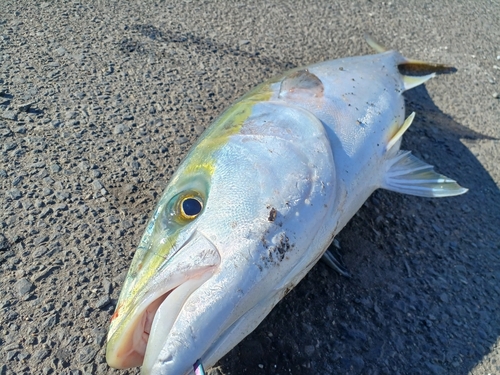 ブリの釣果