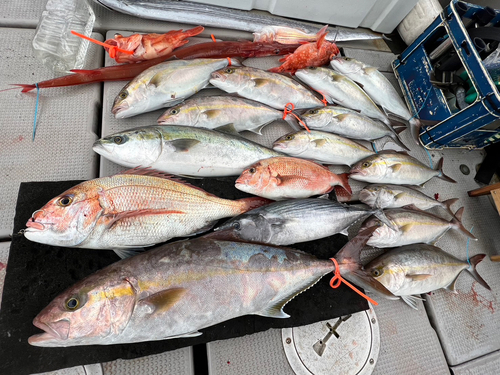 マダイの釣果