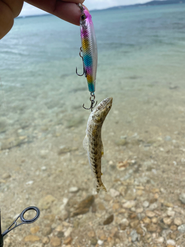 エソの釣果