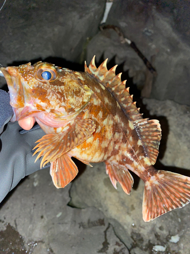 カサゴの釣果