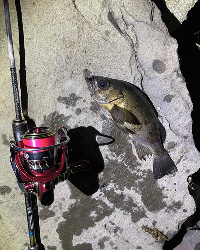 クロメバルの釣果