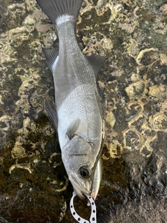 ヒラスズキの釣果