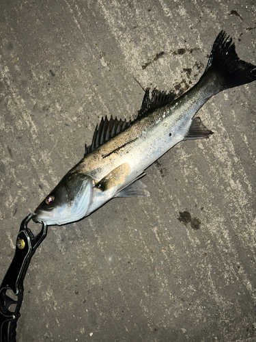 スズキの釣果