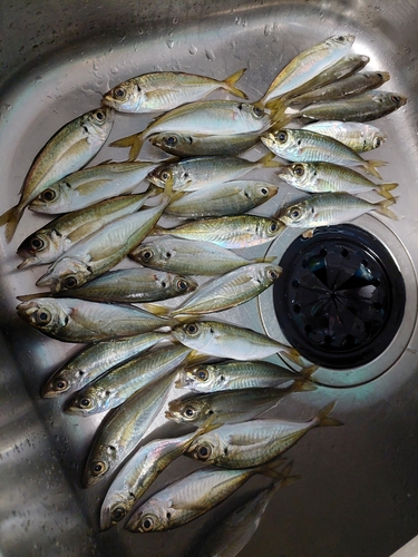 アジの釣果