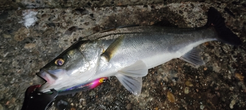 フッコ（マルスズキ）の釣果