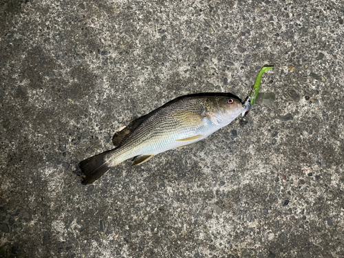 イシモチの釣果