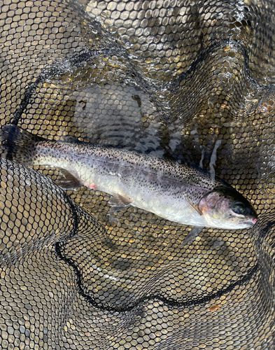 ニジマスの釣果