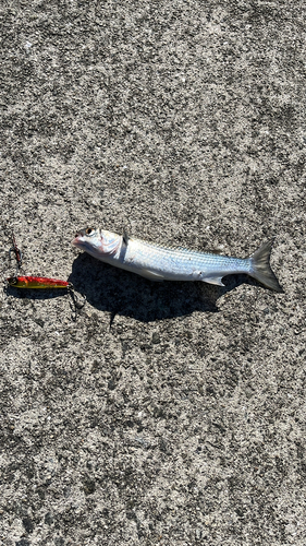 ボラの釣果