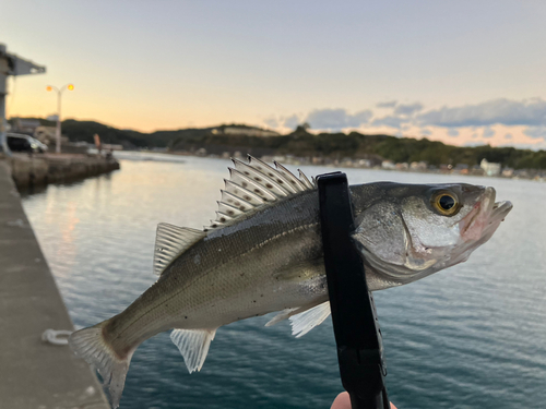 セイゴ（マルスズキ）の釣果