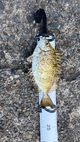 アイゴの釣果