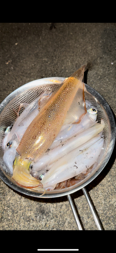 ヤリイカの釣果