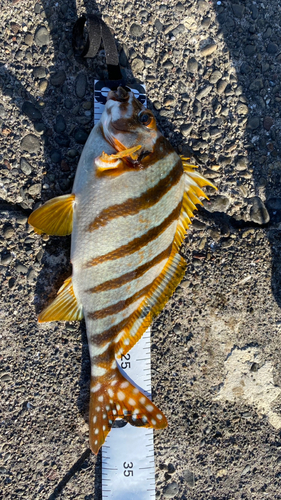 タカノハダイの釣果