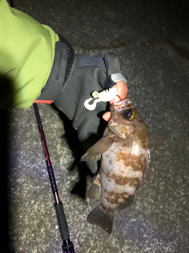 メバルの釣果