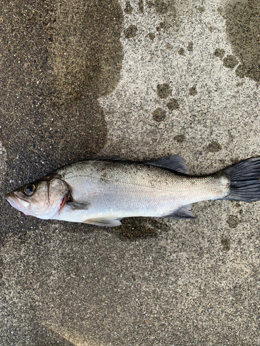 フッコ（ヒラスズキ）の釣果