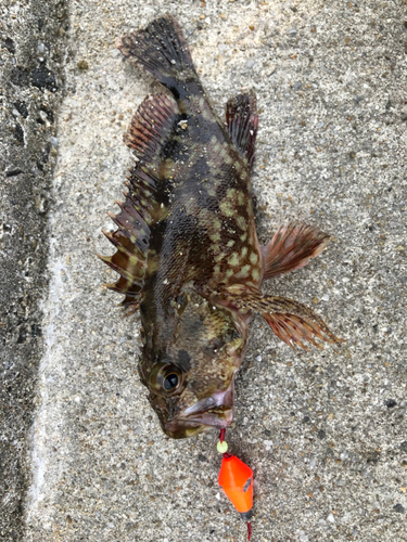 カサゴの釣果