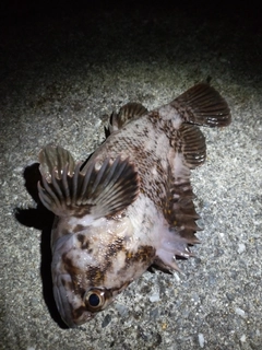 オウゴンムラソイの釣果