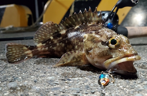 カサゴの釣果