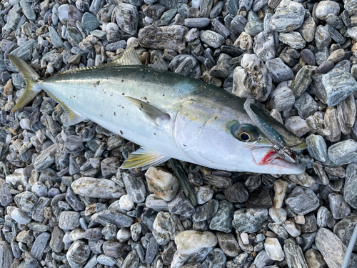 メジロの釣果