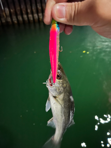 スズキの釣果