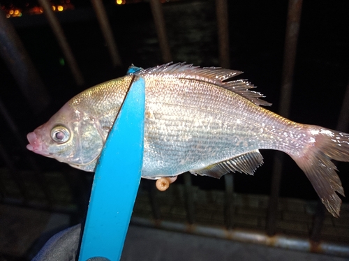 ウミタナゴの釣果