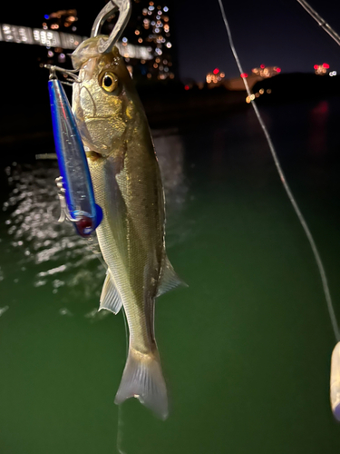 スズキの釣果