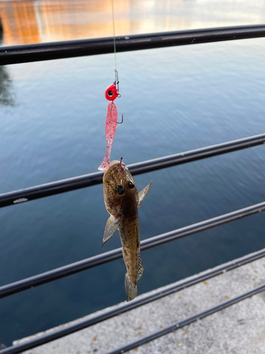 ハゼの釣果