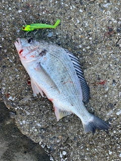 キビレの釣果