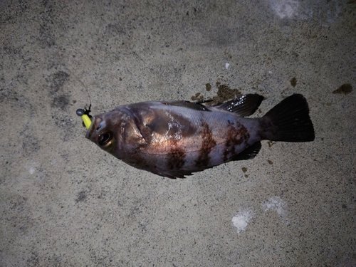 メバルの釣果