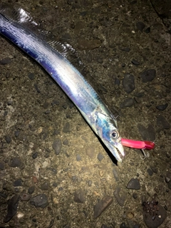タチウオの釣果