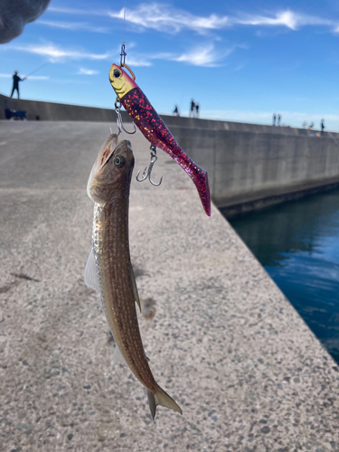 エソの釣果