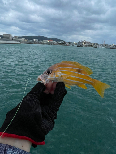 ロクセンフエダイの釣果